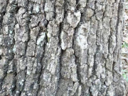 Na této fotografii je zvíře. Vidíte ho?