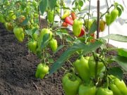 POKUD CHCETE, ABY PAPRIKA PLODILA JAKO NA JIHU: Vysaďte s nimi TYTO ROSTLINY – výnos NIKDY NEBUDE VĚTŠÍ