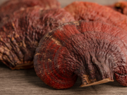 Reishi: proč se jí říká houba dlouhověkosti a co od ní čekat